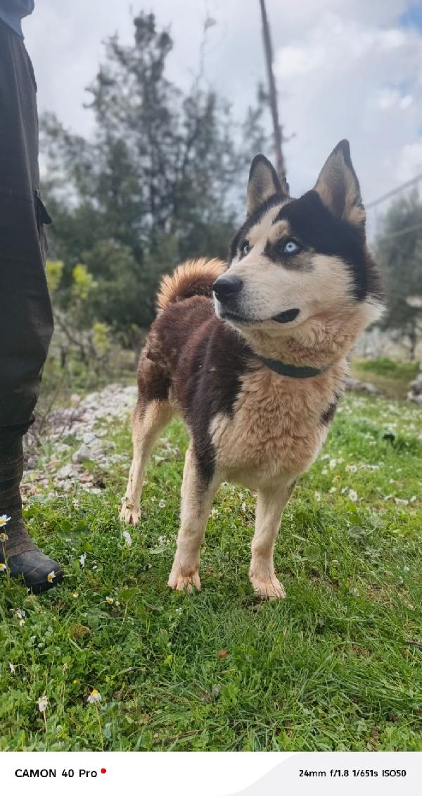 Simba, splendido simil Malamute dagli occhi color cielo Foto 3